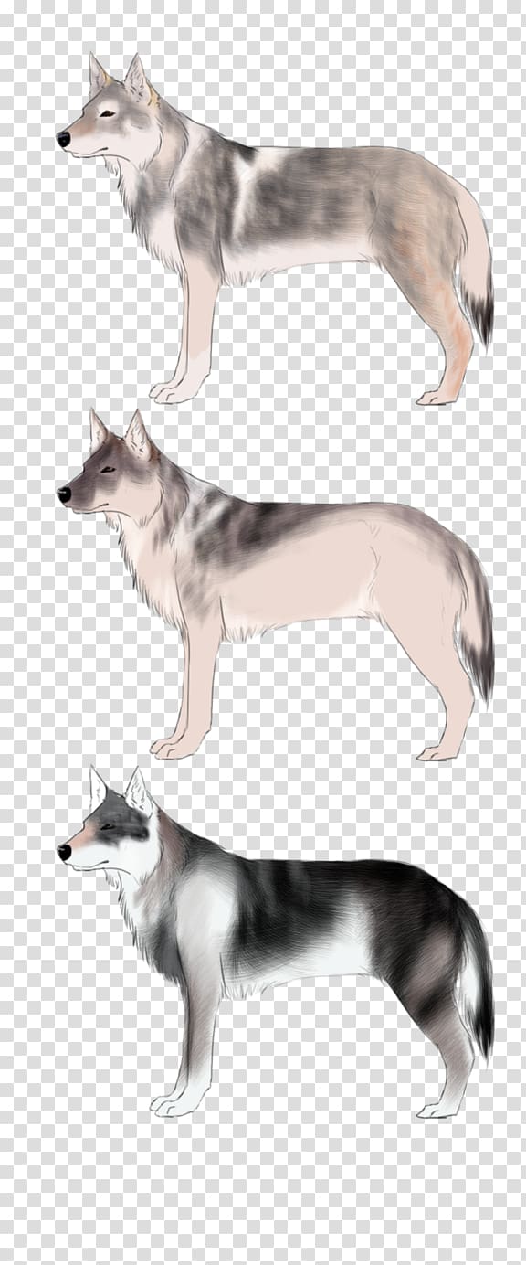 Saarloos wolfdog Siberian Husky, Czechoslovakian Wolfdog transparent background PNG clipart