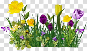 Cut flowers Tulip , flower transparent background PNG clipart Cut flowers Tulip , flower transparent background PNG clipart thumbnail