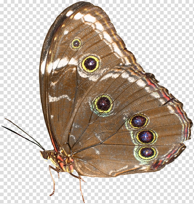 Butterfly Nymphalidae , Brown butterfly pattern transparent background PNG clipart