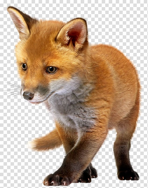 white and brown fox puppy, Red fox , The poor fox transparent background PNG clipart