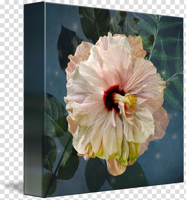 Gallery wrap Hibiscus Mallows Flowering plant, moonlight watercolor transparent background PNG clipart