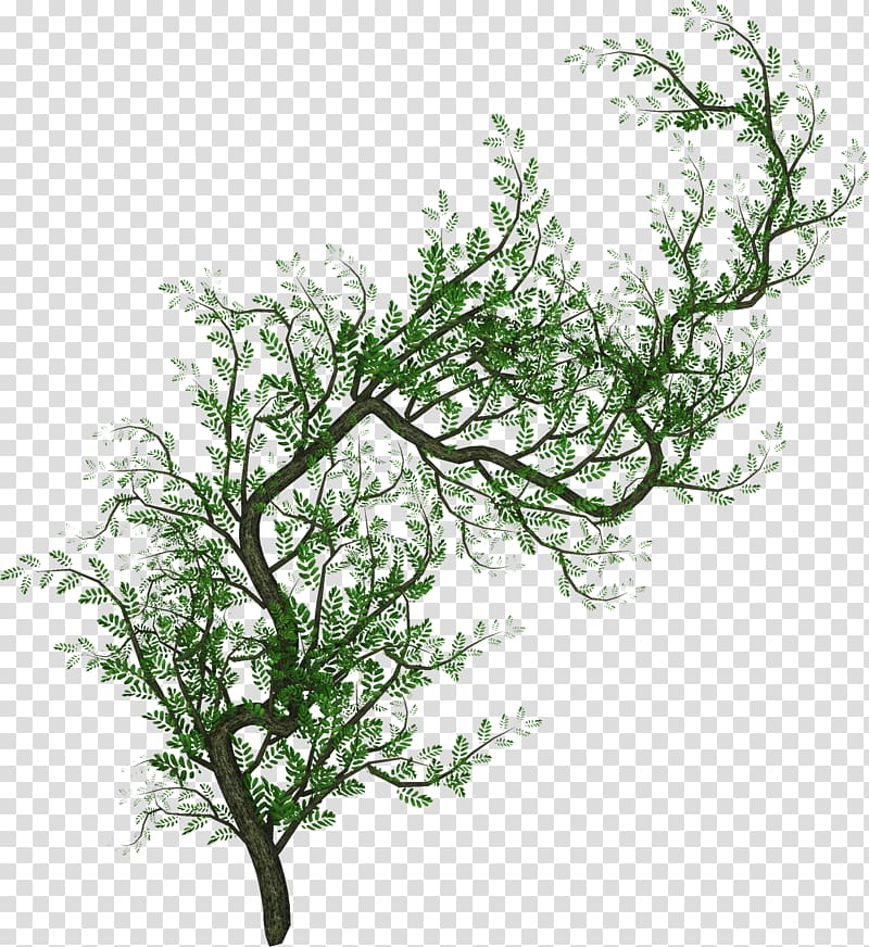 Tree Information , vines transparent background PNG clipart