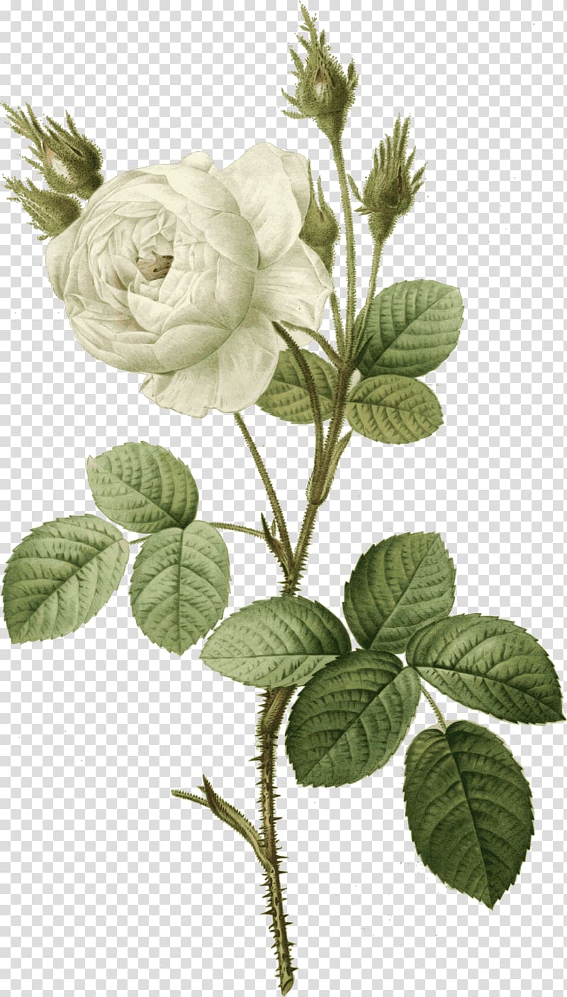 Rose , Pierrejoseph Redoutxe9 transparent background PNG clipart