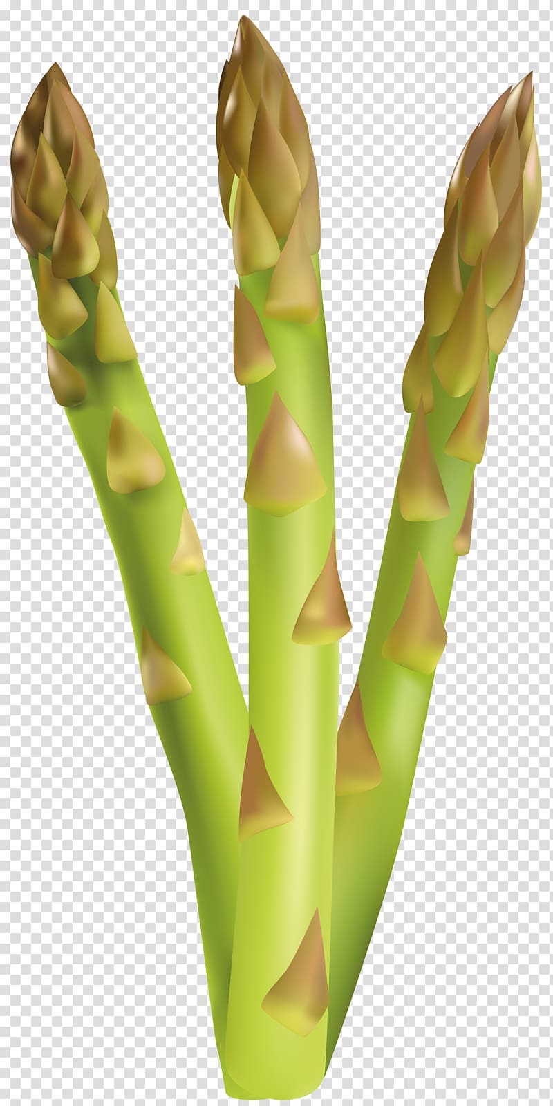 green plant , Asparagus Vegetable , Asparagus Free transparent background PNG clipart