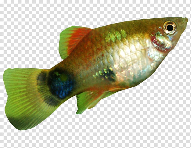 Southern platyfish Common carp Green swordtail Aquarium, Aquarium transparent background PNG clipart