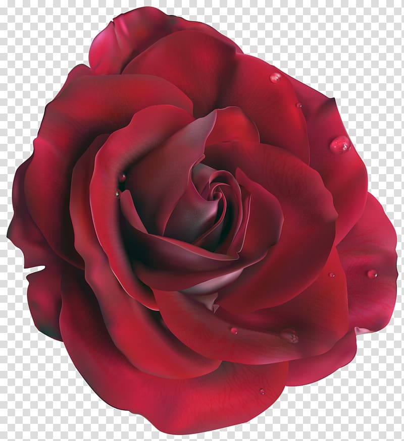 close-up of red rose, Garden roses Centifolia roses Floribunda Cut flowers, Red Large Rose transparent background PNG clipart