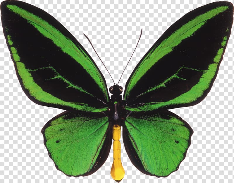 Butterfly Ornithoptera priamus Birdwing Ornithoptera euphorion, butterfly transparent background PNG clipart