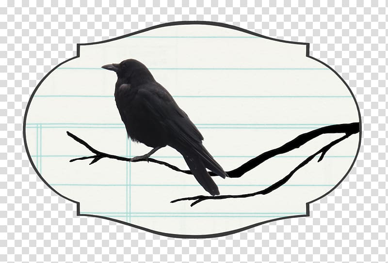 Crow family Bird intelligence Raven YouTube, crow transparent background PNG clipart