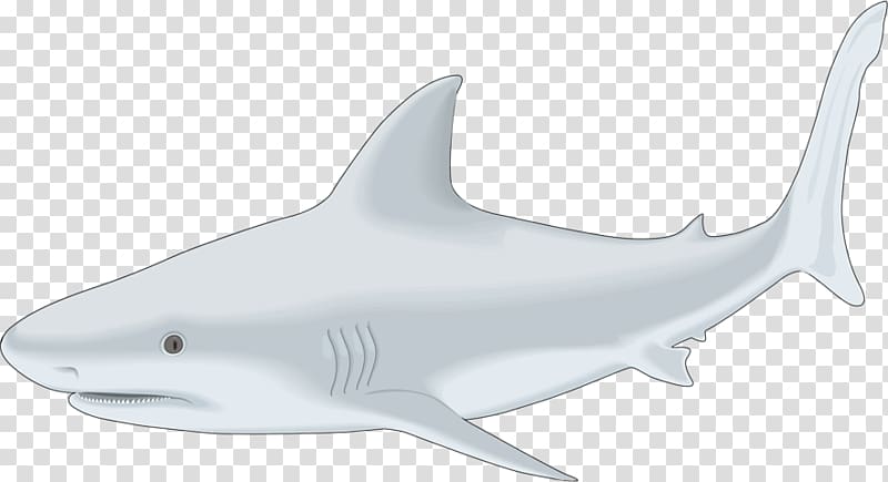 Tiger shark Bull shark Whale shark Drawing, fish transparent background PNG clipart