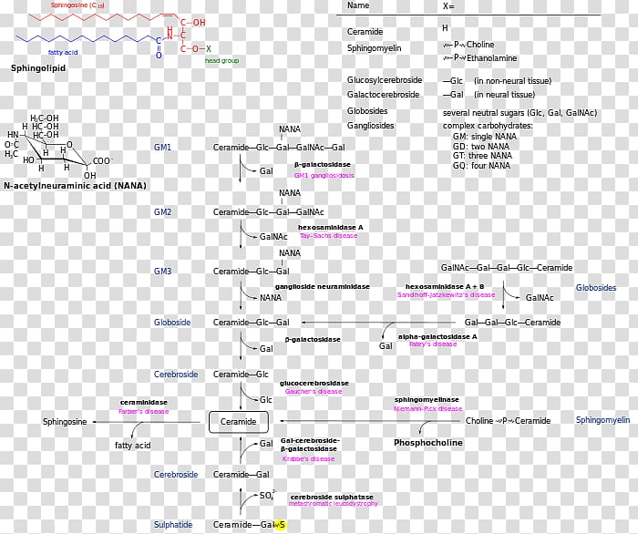 Sphingolipidoses Lipid storage disorder Krabbe disease Lysosomal storage disease, others transparent background PNG clipart