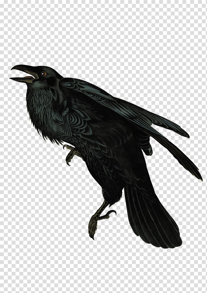American crow Rook New Caledonian crow Common raven, crow transparent background PNG clipart