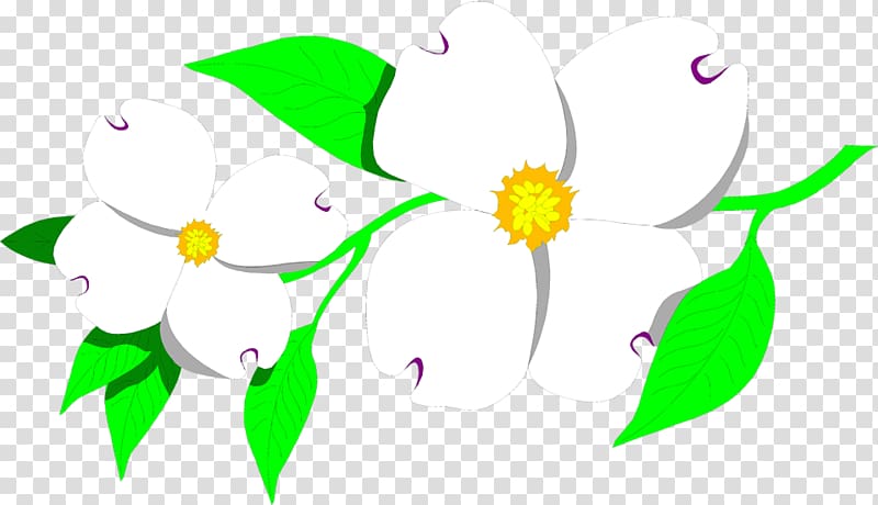 Flowering dogwood Cornus nuttallii , Flower Illustrations transparent background PNG clipart