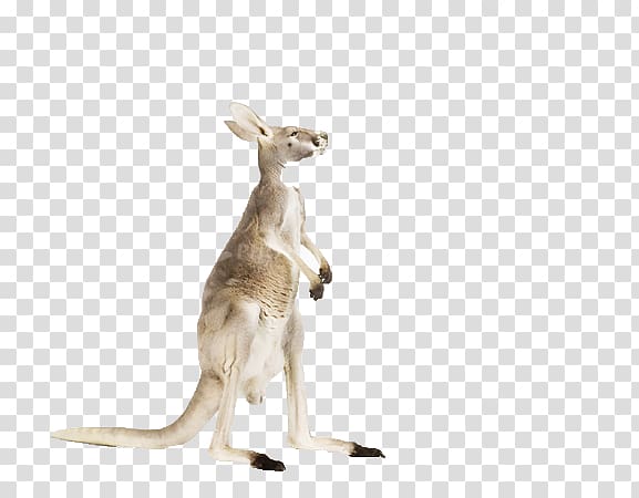 Red kangaroo Wildlife grapher, Cute kangaroo transparent background PNG clipart