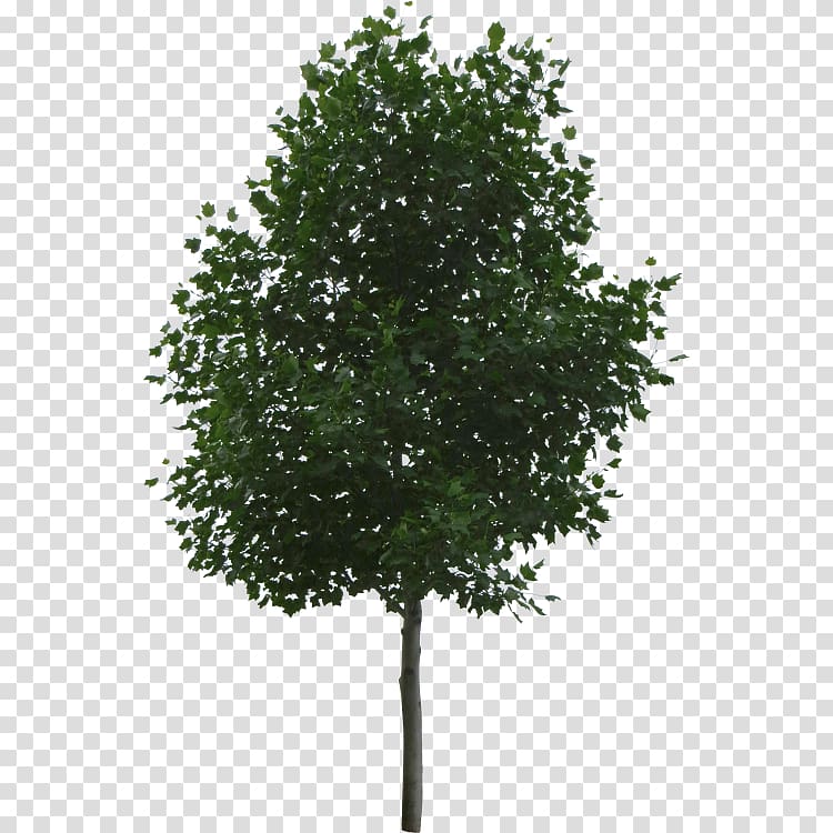 Tree Architecture Architectural rendering, overlooking the tree full of flowers transparent background PNG clipart