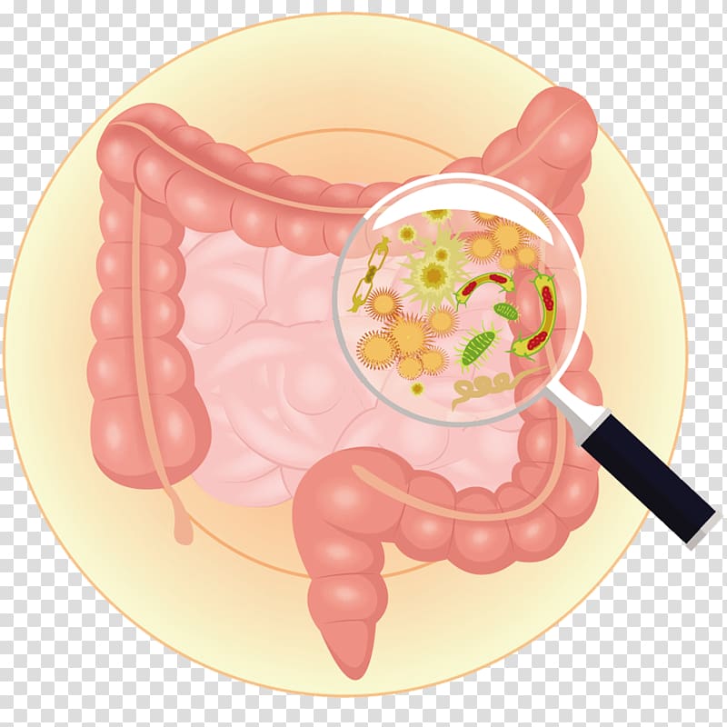 Gut flora Gastrointestinal tract Bacteria Large intestine Prebiotic, bacteria transparent background PNG clipart