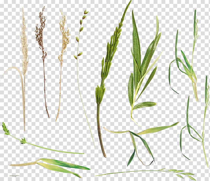 Herbaceous plant Herbalism Plant stem, Fresh Grass transparent background PNG clipart