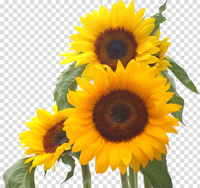 Common sunflower Desktop Sunflower seed, gerbera transparent background PNG clipart