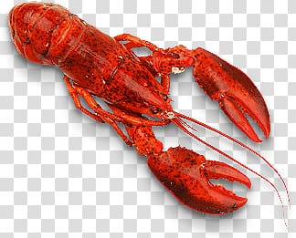 red lobster, Lobster transparent background PNG clipart