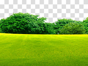 Grass Field Background
