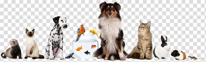 Pet sitting Dog Cat Veterinarian, Dog transparent background PNG clipart