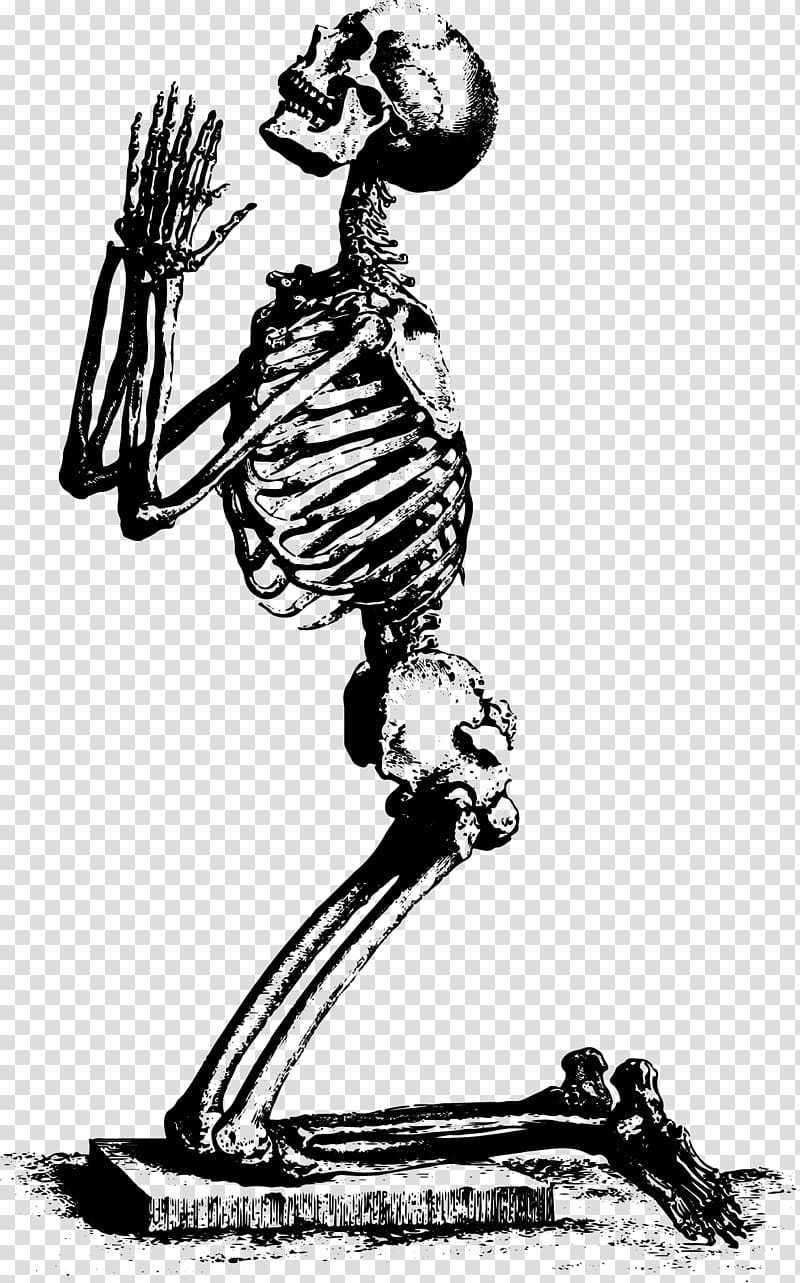 kneeling skeleton illustration, Human skeleton Radius Prayer Ulna, Skeleton skeleton material transparent background PNG clipart