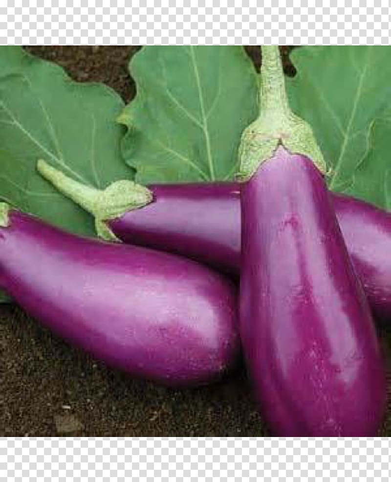 Eggplant Vegetable Sambar Parthenocarpy Indian cuisine, eggplant transparent background PNG clipart