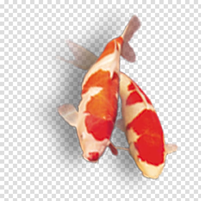 Koi Fish products, fish transparent background PNG clipart
