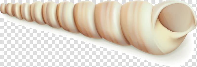 Euclidean Seashell, Screw transparent background PNG clipart