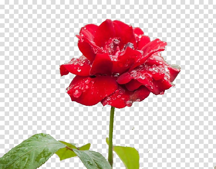 Garden roses Rosa chinensis Floristry Carnation Petal, Rose rain transparent background PNG clipart