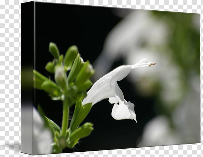 Plant Herb Flower, salvia e ulivo transparent background PNG clipart