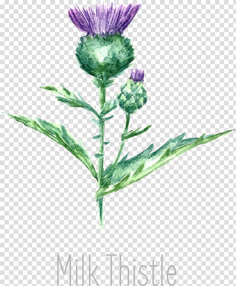 Drawing Milk thistle Watercolor painting, milk thistle transparent background PNG clipart