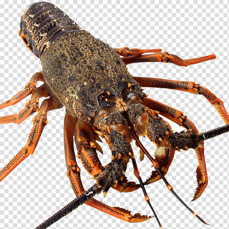 American lobster Homarus gammarus Caridea Palinurus Crayfish, Australia imports fresh lobster transparent background PNG clipart