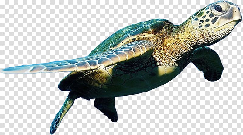 brown turtle, Belize Barrier Reef Hol Chan Marine Reserve Turtle Mexico Rocks, Sea turtle transparent background PNG clipart