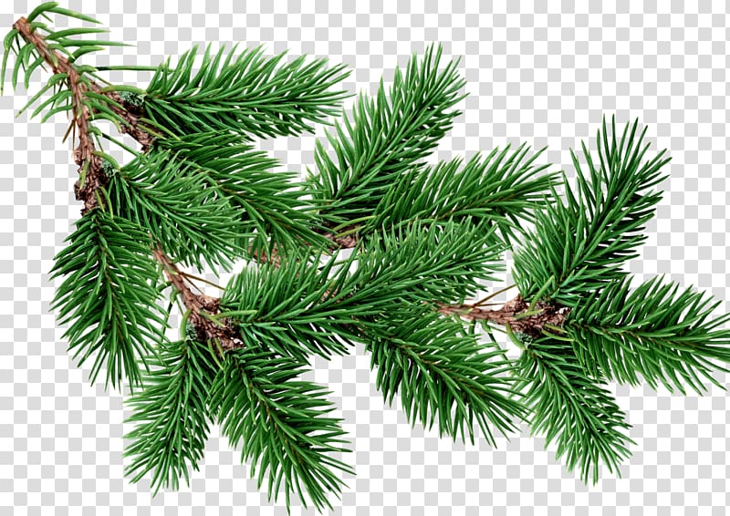 Fir Pine Tree , tree transparent background PNG clipart