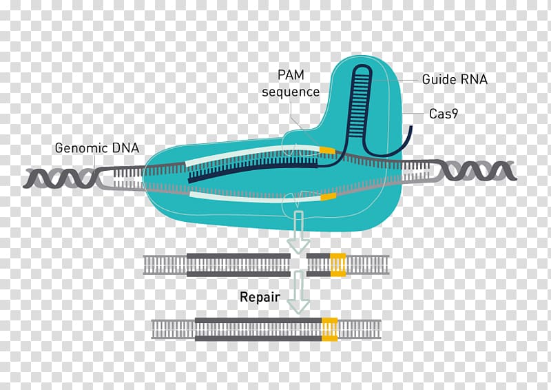 Trk receptor Glioma Neuron, Guide Rna transparent background PNG clipart