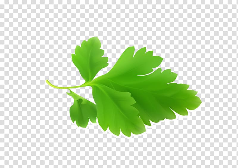 Parsley Mint, Clover leaves fresh mint green transparent background PNG clipart
