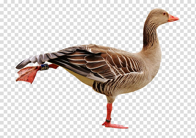 Emden goose Bird Canada Goose Duck, goose transparent background PNG clipart