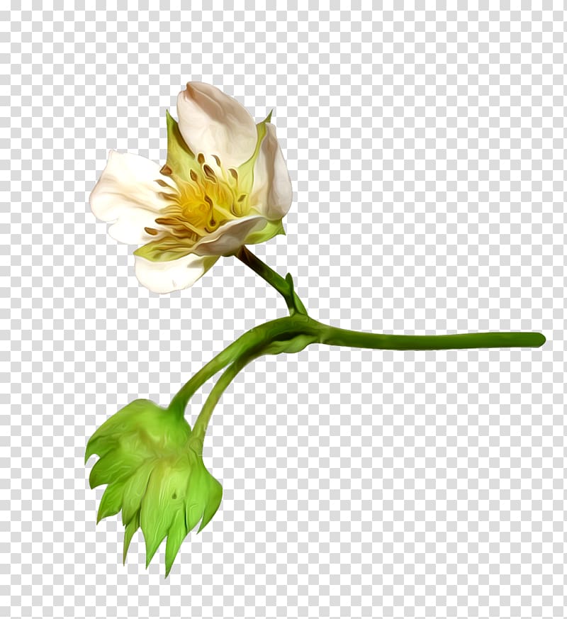 Cotton Flower , elements transparent background PNG clipart