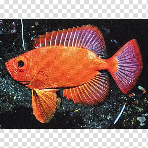 Aquariums Marine biology Coral reef fish Fauna, others transparent background PNG clipart