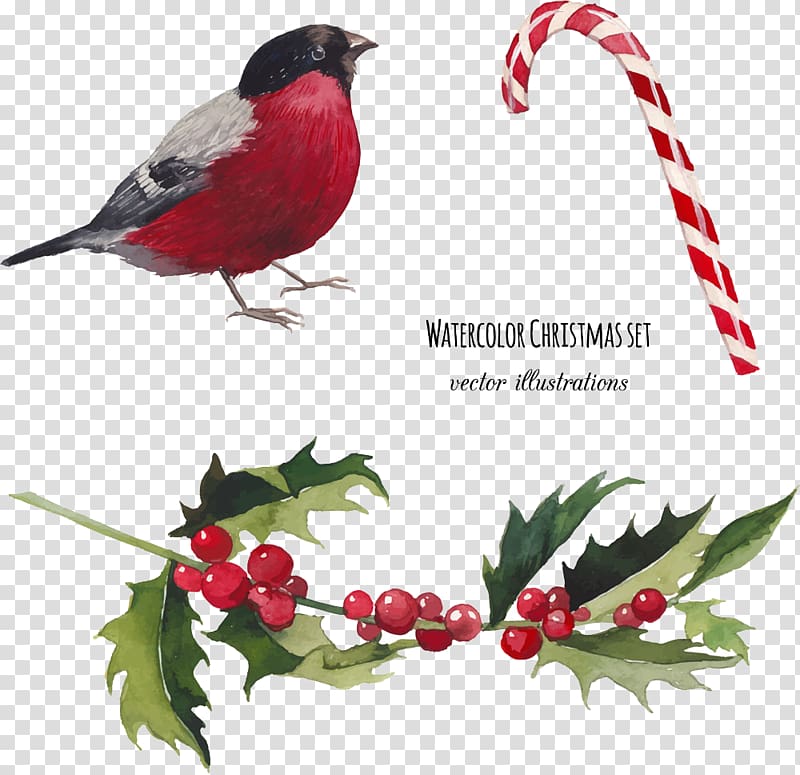 Watercolor painting Christmas Illustration, birds transparent background PNG clipart