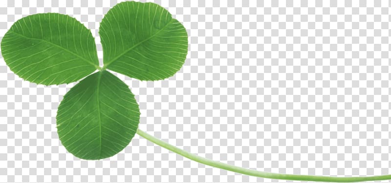 Portable Network Graphics Four-leaf clover , clover transparent background PNG clipart