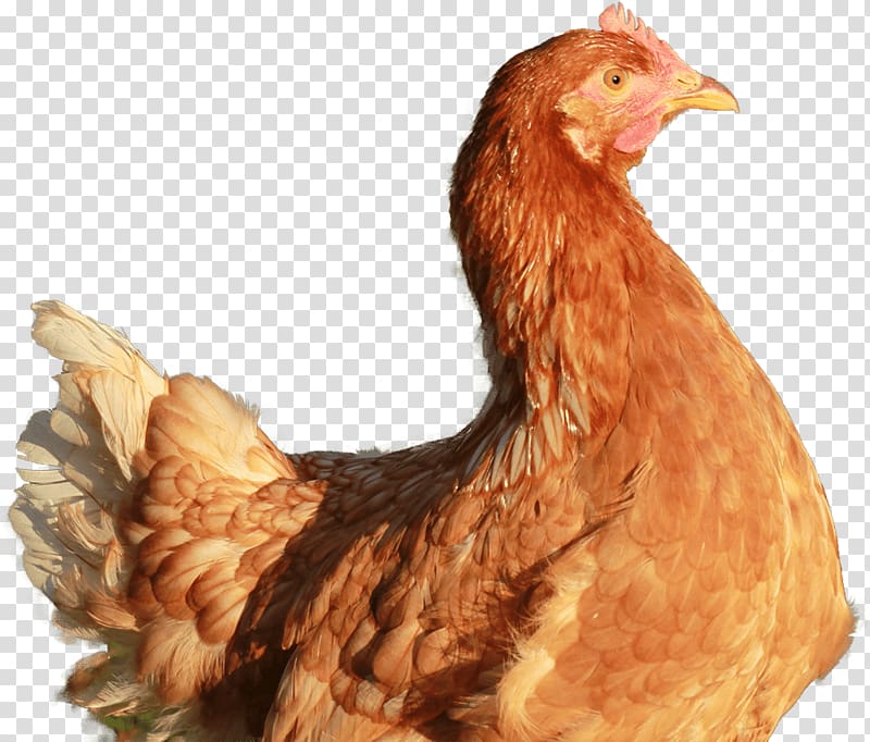 Rooster Leghorn chicken Battery cage Food Poultry farming, Egg transparent background PNG clipart