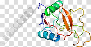 Line Organism Point , line transparent background PNG clipart thumbnail