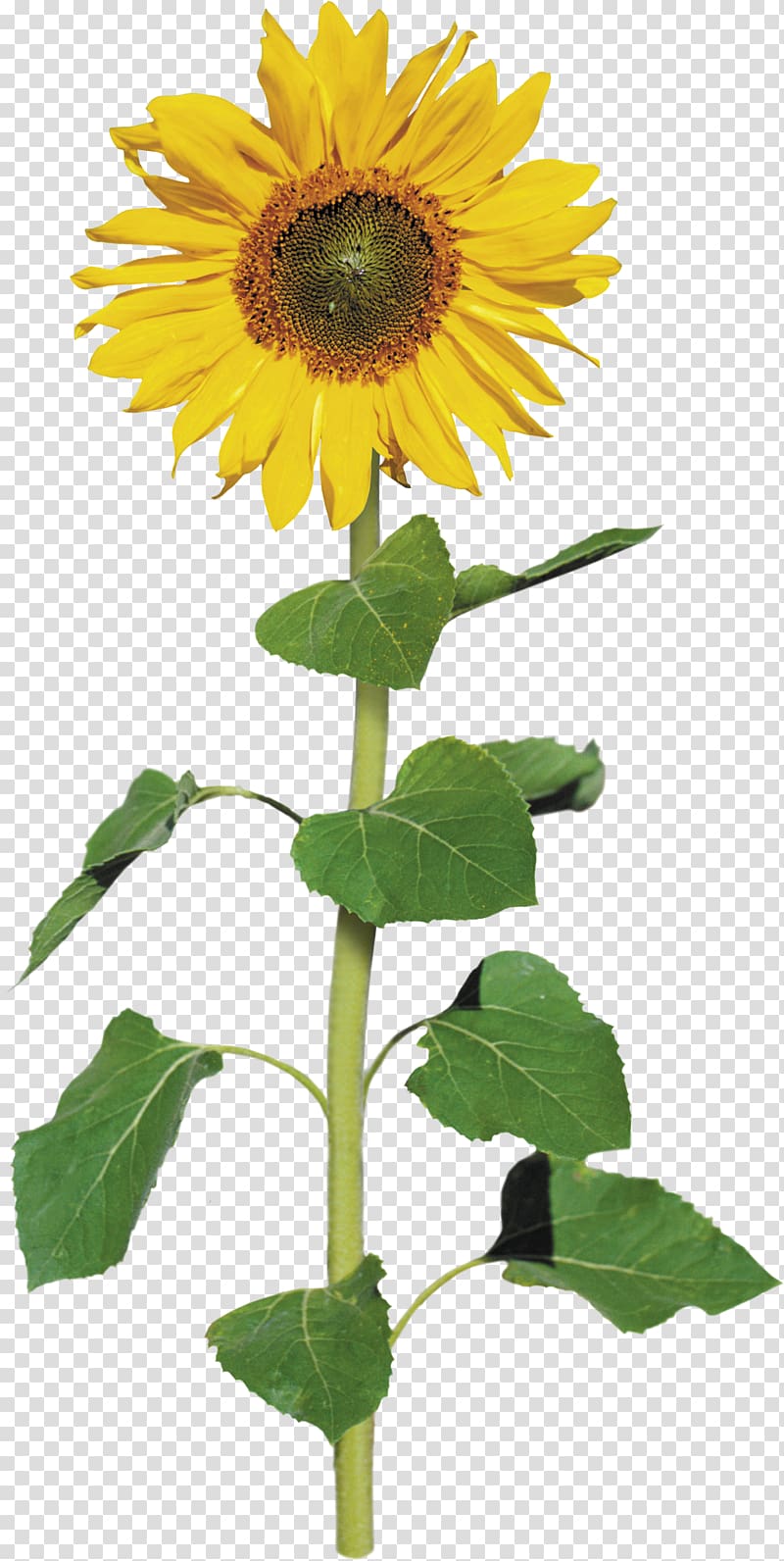 Common sunflower Archive file , sunflower transparent background PNG clipart