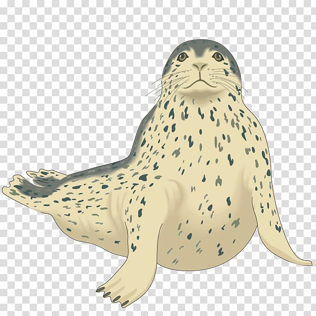 Harp seal Pinniped Harbor seal , harbor seal transparent background PNG clipart