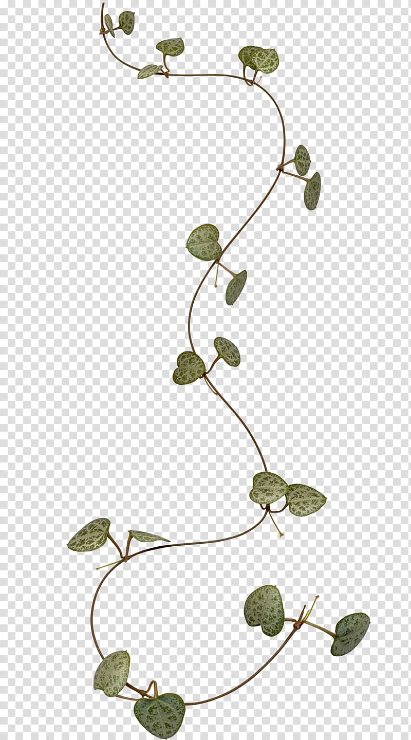 Branch Leaf Liana , vine transparent background PNG clipart