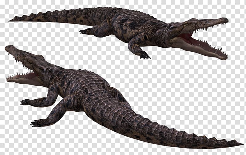 Crocodiles Nile crocodile Saltwater crocodile American alligator, Crocodile transparent background PNG clipart