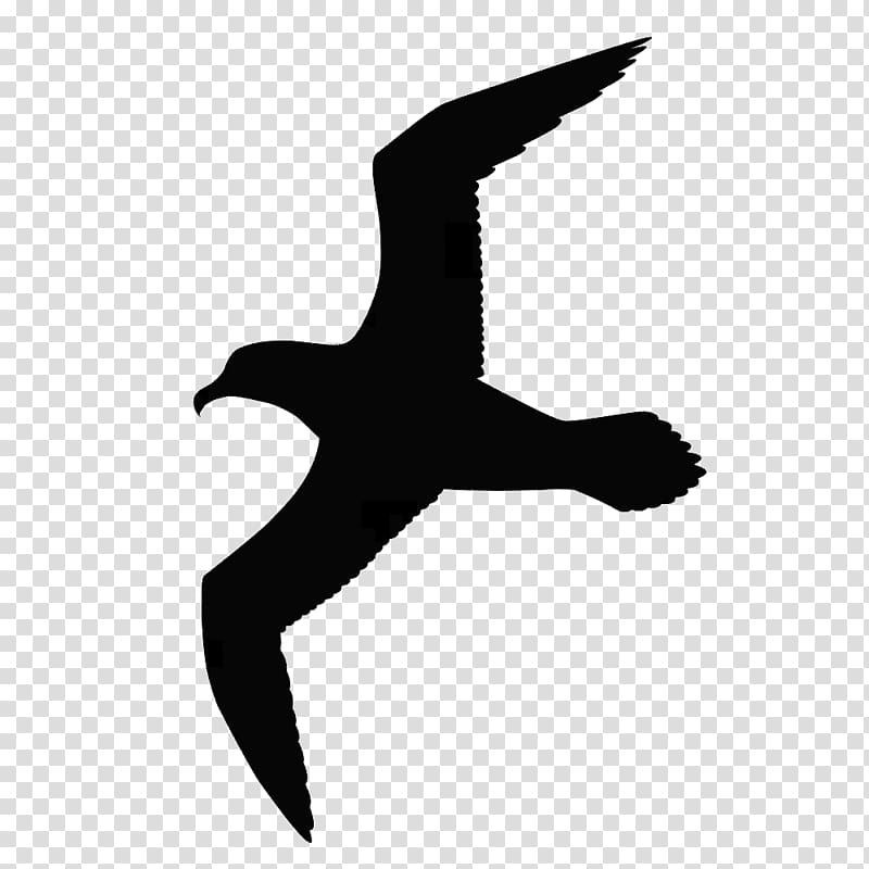 Gulls Bird Great black-backed gull Drawing , seagulls siloutte transparent background PNG clipart