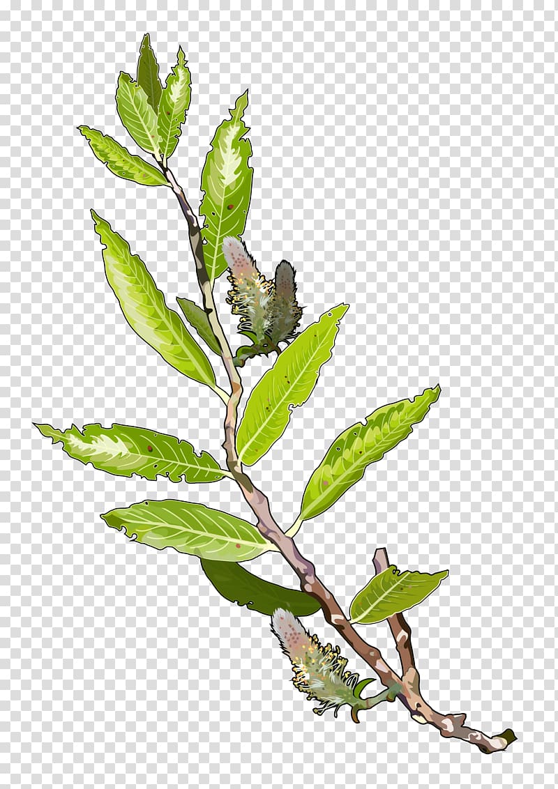 Tree Plant Branch Leaf Salix alba, ID transparent background PNG clipart
