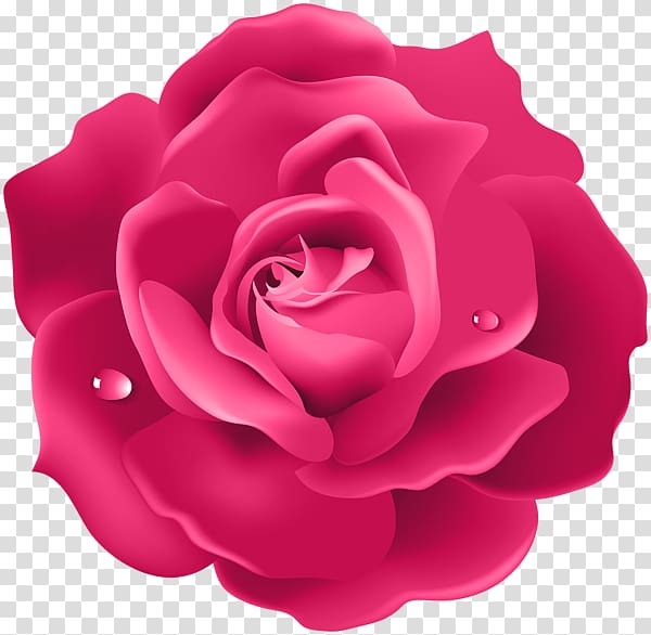 Desktop Rose 4K resolution Flower, rose transparent background PNG clipart